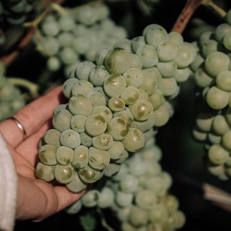 Hotel Weingut Und Gastehaus Holger Alt Monzingen Zewnętrze zdjęcie